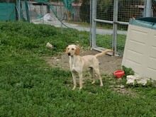 BAILEY3, Hund, Mischlingshund in Zypern - Bild 4