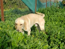 BAILEY3, Hund, Mischlingshund in Zypern - Bild 5