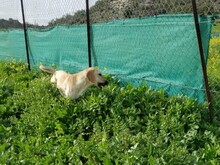 BAILEY3, Hund, Mischlingshund in Zypern - Bild 6