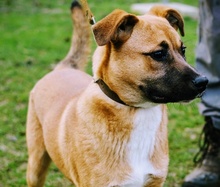 TEDDY, Hund, Mischlingshund in Kroatien - Bild 14