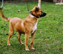 TEDDY, Hund, Mischlingshund in Kroatien - Bild 15