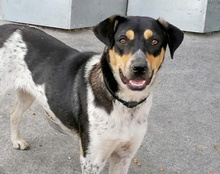 LILLY, Hund, Mischlingshund in Kroatien - Bild 1