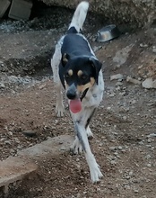 LILLY, Hund, Mischlingshund in Kroatien - Bild 10