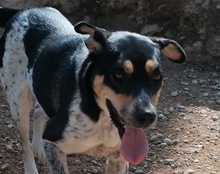 LILLY, Hund, Mischlingshund in Kroatien - Bild 11