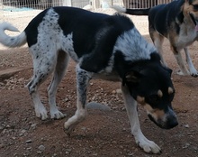 LILLY, Hund, Mischlingshund in Kroatien - Bild 12