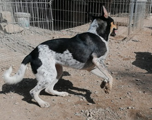 LILLY, Hund, Mischlingshund in Kroatien - Bild 14