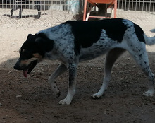 LILLY, Hund, Mischlingshund in Kroatien - Bild 16