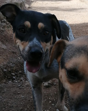 LILLY, Hund, Mischlingshund in Kroatien - Bild 17