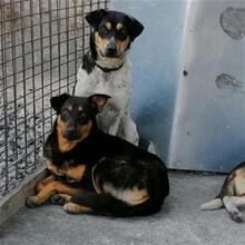 LILLY, Hund, Mischlingshund in Kroatien - Bild 4
