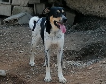 LILLY, Hund, Mischlingshund in Kroatien - Bild 7