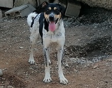 LILLY, Hund, Mischlingshund in Kroatien - Bild 8