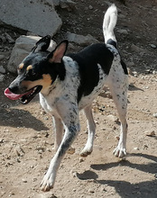 LILLY, Hund, Mischlingshund in Kroatien - Bild 9
