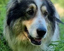MEDO, Hund, Tornjak in Kroatien - Bild 1