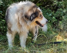 MEDO, Hund, Tornjak in Kroatien - Bild 14