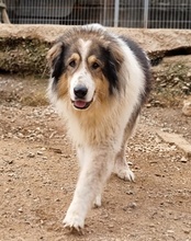 MEDO, Hund, Tornjak in Kroatien - Bild 19