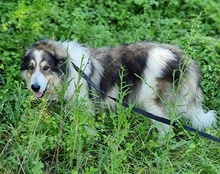 MEDO, Hund, Tornjak in Kroatien - Bild 3