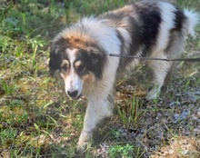 MEDO, Hund, Tornjak in Kroatien - Bild 7