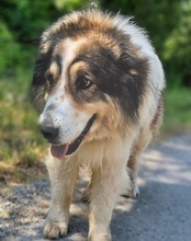 MEDO, Hund, Tornjak in Kroatien - Bild 8