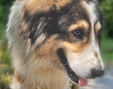 MEDO, Hund, Tornjak in Kroatien - Bild 9