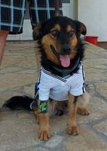 SATURN, Hund, Mischlingshund in Kroatien - Bild 1
