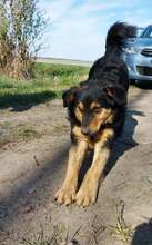 SATURN, Hund, Mischlingshund in Kroatien - Bild 3