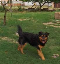 SATURN, Hund, Mischlingshund in Kroatien - Bild 4
