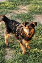 SATURN, Hund, Mischlingshund in Kroatien - Bild 5