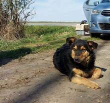SATURN, Hund, Mischlingshund in Kroatien - Bild 6