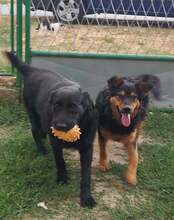 SATURN, Hund, Mischlingshund in Kroatien - Bild 7