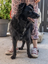 MARIO, Hund, Mischlingshund in Kroatien - Bild 2