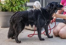 MARIO, Hund, Mischlingshund in Kroatien - Bild 3