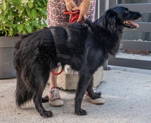 MARIO, Hund, Mischlingshund in Kroatien - Bild 4