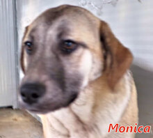 MONICA, Hund, Mischlingshund in Italien - Bild 12