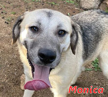MONICA, Hund, Mischlingshund in Italien - Bild 7