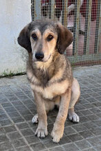 TREBBIANA, Hund, Mischlingshund in Italien - Bild 2
