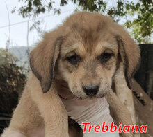 TREBBIANA, Hund, Mischlingshund in Italien - Bild 4