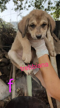 TREBBIANA, Hund, Mischlingshund in Italien - Bild 5