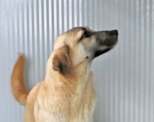 VERNACCIA, Hund, Mischlingshund in Italien - Bild 7