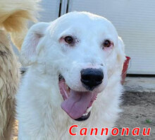 CANNONAU, Hund, Mischlingshund in Italien - Bild 1
