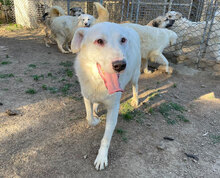 CANNONAU, Hund, Mischlingshund in Italien - Bild 10