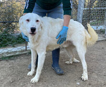CANNONAU, Hund, Mischlingshund in Italien - Bild 11