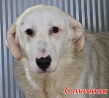 CANNONAU, Hund, Mischlingshund in Italien - Bild 14