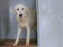 CANNONAU, Hund, Mischlingshund in Italien - Bild 15