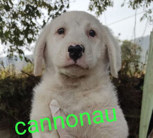 CANNONAU, Hund, Mischlingshund in Italien - Bild 16