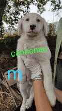 CANNONAU, Hund, Mischlingshund in Italien - Bild 17