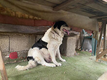 CANNONAU, Hund, Mischlingshund in Italien - Bild 18