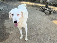CANNONAU, Hund, Mischlingshund in Italien - Bild 2