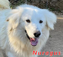 NURAGUS, Hund, Mischlingshund in Italien - Bild 1