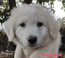 NURAGUS, Hund, Mischlingshund in Italien - Bild 12