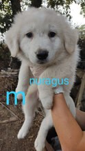 NURAGUS, Hund, Mischlingshund in Italien - Bild 13